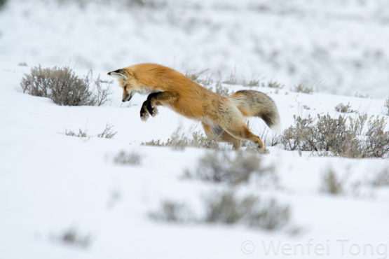 Big Sky Safaris - Image 5
