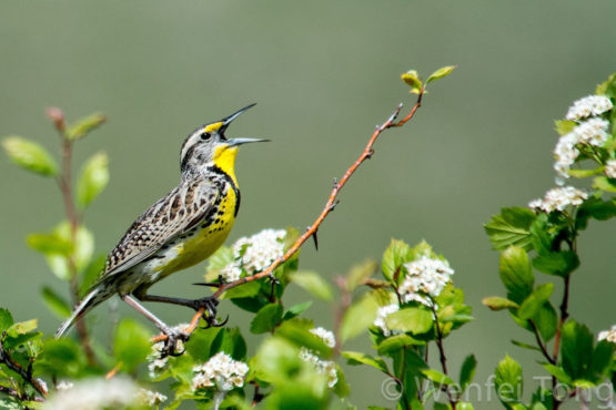Big Sky Safaris - Image 6