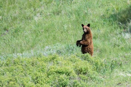 Big Sky Safaris