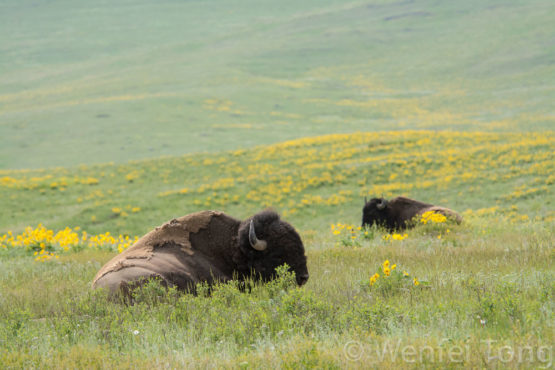 Big Sky Safaris - Image 4