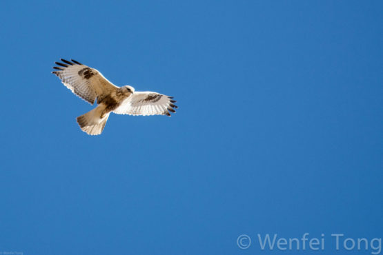 Big Sky Safaris - Image 8