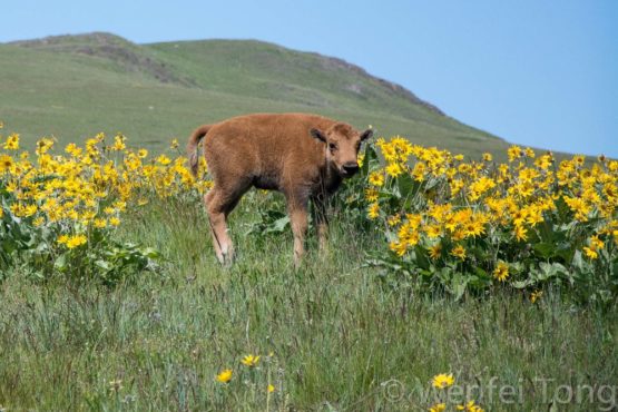 Big Sky Safaris - Image 9