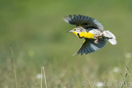 Big Sky Safaris - Image 3