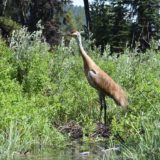 Backwoods Adventures - Image 10