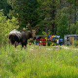 Backwoods Adventures - Image 8